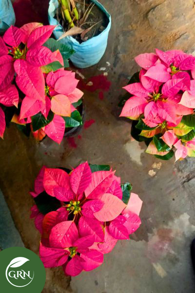 Poinsettia Indoor Only One Plant