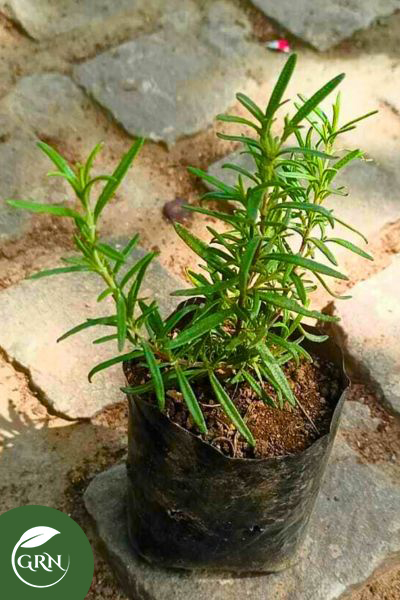 Rosemary (Rosmarinus Officinalis) Plant