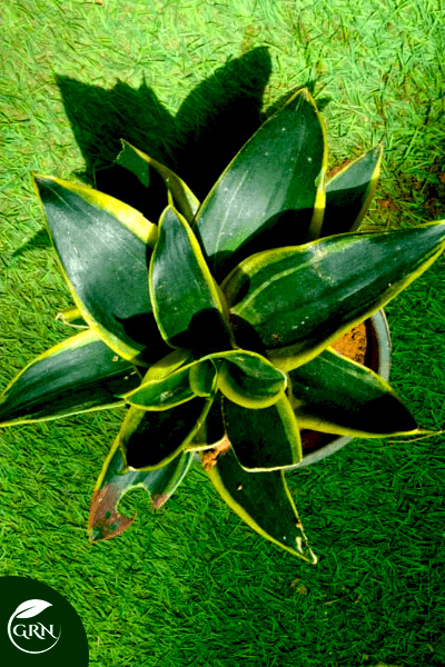 Sansevieria Small Plant / Snake Plant