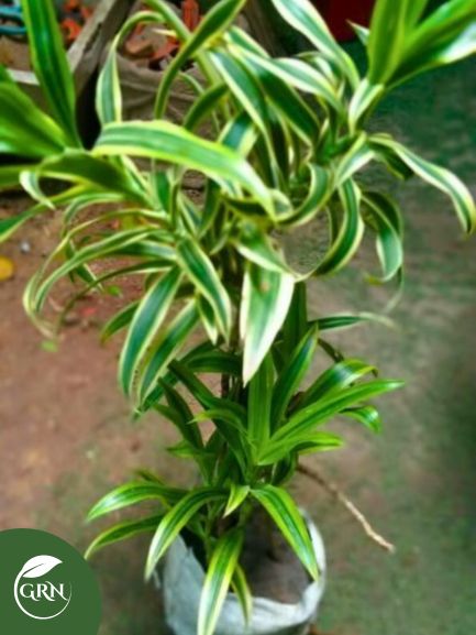 Son of India (Dracaena Reflexa)