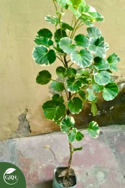 Aralia Variegated (L), Ming Aralia or Polyscias Fruticosa