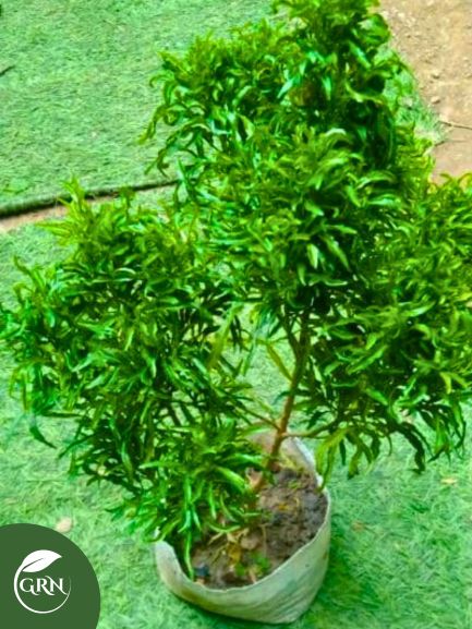 Verigated Aralia (Small And Medium) With Green Leaves