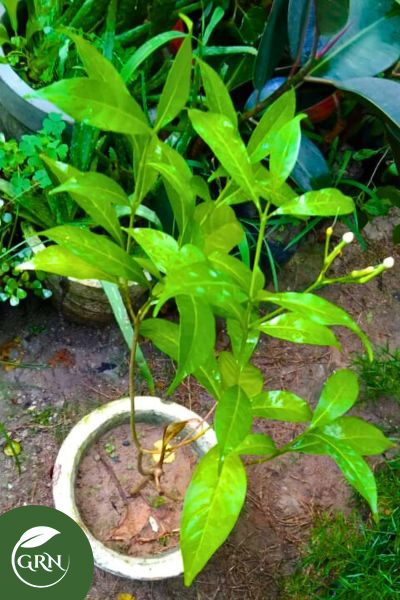 Pinwheelflower (White Chandni) Plant