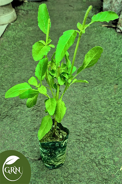 Free Delivery Plants | Rama Tulsi Plant in 4 Inch Polybag