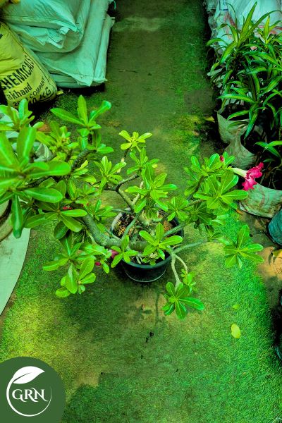 adenium or bonsai xl in 8 inch plastic pot