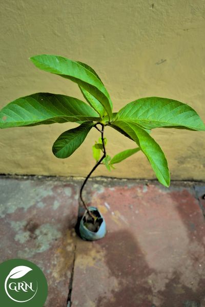 Amrud Plant (Allahabadi) / Guava in 6 Inch Polybag