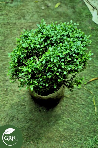 Aralia / Arelia / Bonsai / Table Kamini in 8 Inch Polybag