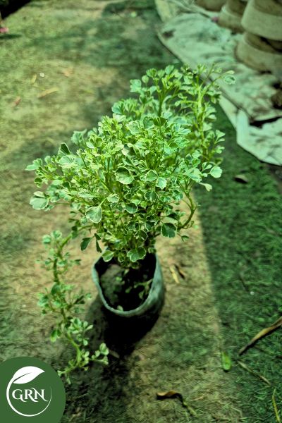 buy aralia variegated small plant