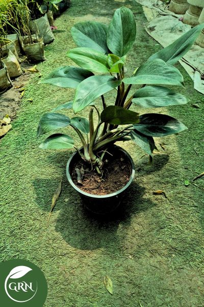 buy chloro dandron plant in 8 inch black plastic pot