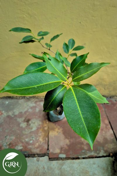 Jamun Plant (Java Plum) in 4 Inch Polybag