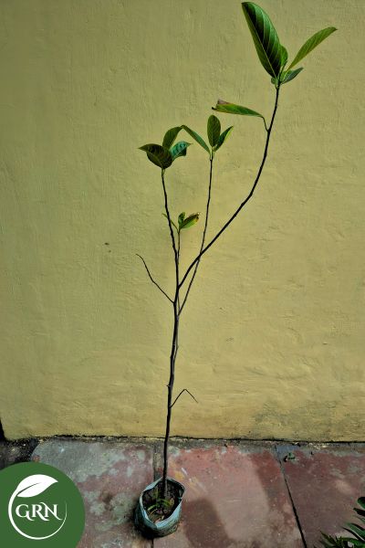 Kathal Plant (Jack Fruit) in 6 Inch Polybag
