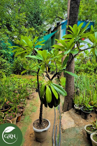 buy large plumeria alba champa plant in 12 inch plastic pot