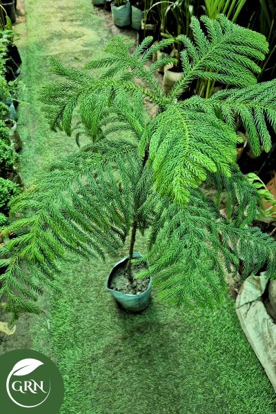 buy medium aeroceria or araucaria plants in 8 inch polybag