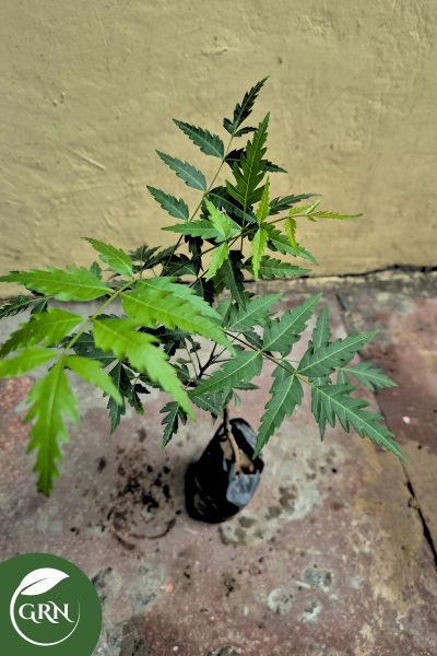 buy neem plant online in 4 inch polybag