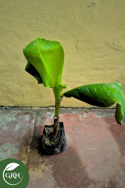 Banana Plant in 4 Inch Polybag