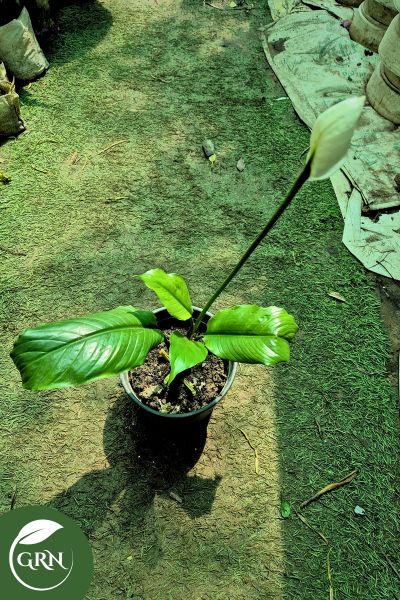 buy peace lily white flower plant in 6 inch pot
