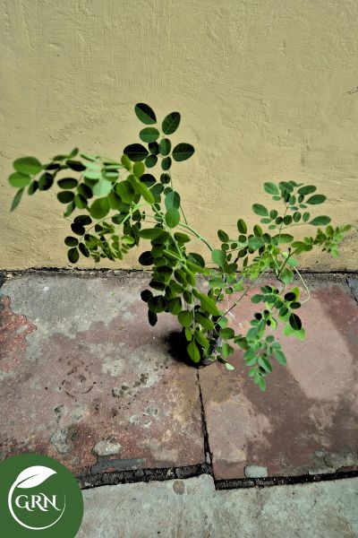 Sahjan or drumstick or moringa oleifera plant in 4 inch polybag