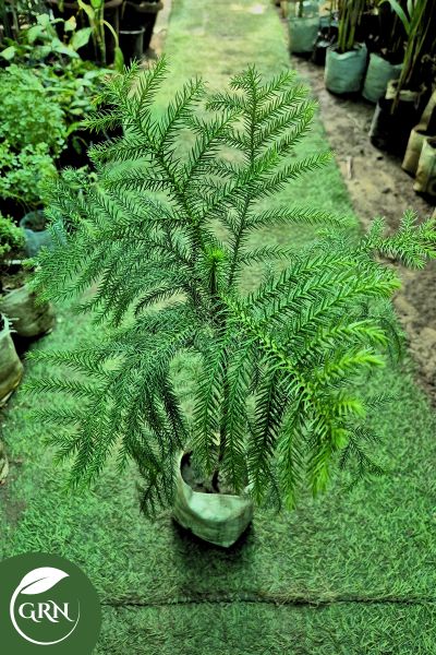 Small Aeroceria (Araucaria) Plant in 6 Inch Polybag