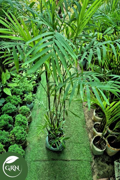 canteen palm or cane palm xl size in 8 inch polybag