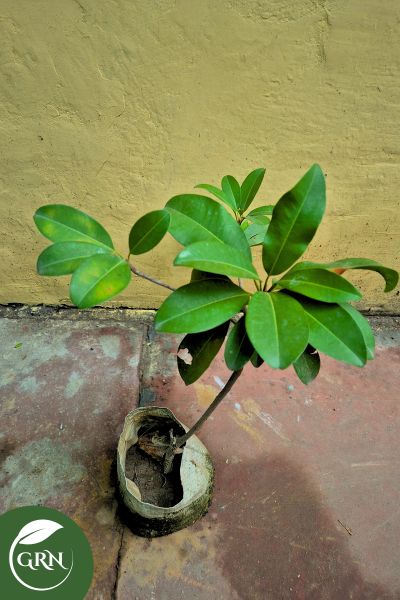 Chiku / Chikoo / Sapodilla Plant in 6 Inch Polybag