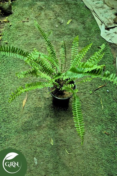 plant faran or jamboo or jambu in 6 inch plastic pot