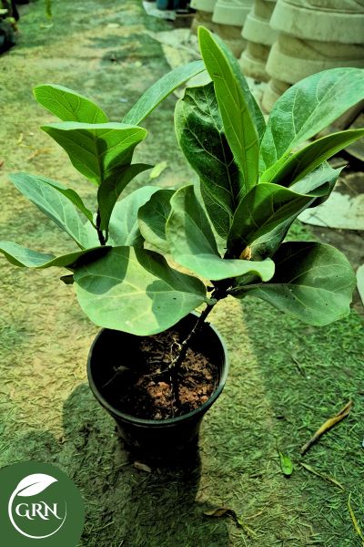 online fig plant in 6 inch plastic pot