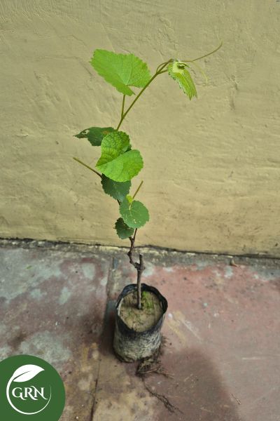 Grapes Plant (angoor) in 4 Inch Polybag