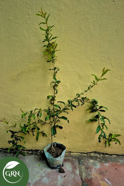 Kandhari Anar (Pomegranate) in 6 Inch Polybag