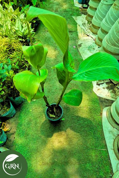 kena flower plant in 6 inch plastic pot