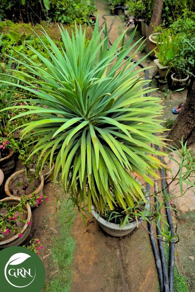 large lolina palm in 12 inch cement pot