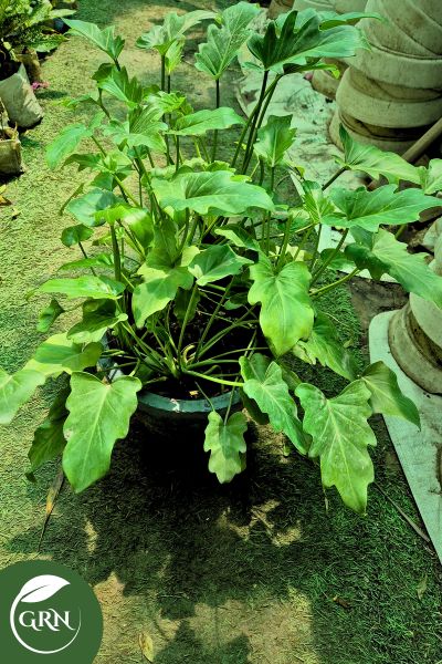 large xanadu or philodendron plant in 12 inch cement pot