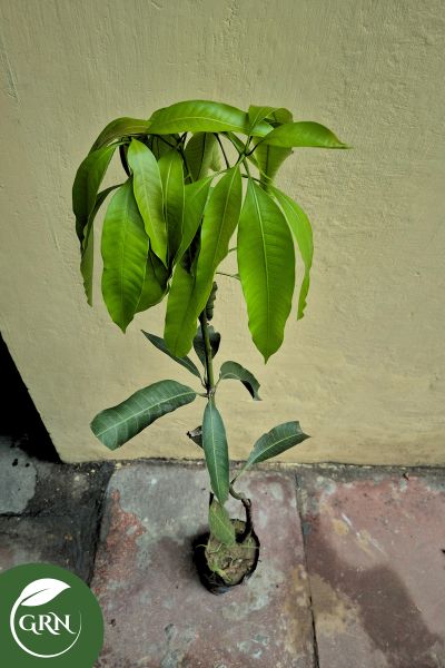 Mango (Kalmi Aam) Plant in 4 Inch Polybag