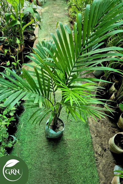 Medium Areca Palm in 6 Inch Polybag