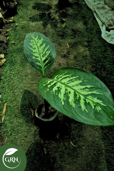 Medium Dieffenbachia Plant in 8 Inch Polybag