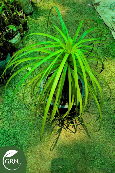 medium lolina palm in 8 inch pot