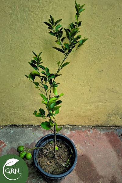 Nimbu (Kagzi Lemon) in 10 Inch Plastic Pot
