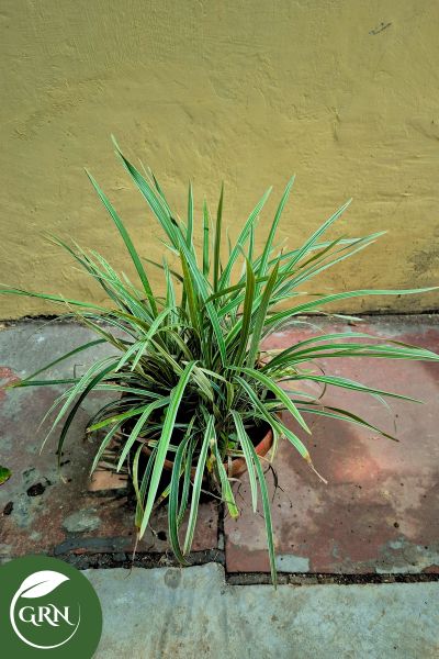 ribbon grass plant in 8 inch pot