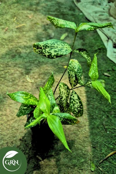 small bamboo variegated plant in 4 inch polybag