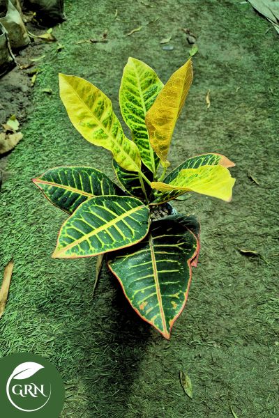 Small Banglori Croton Plant in 6 Inch Polybag