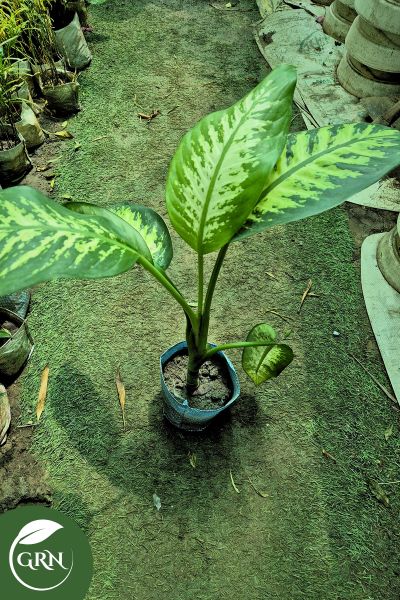 Small Dieffenbachia Plant in 6 Inch Polybag