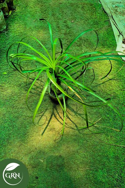 Small Lolina Palm in 6 Inch Polybag