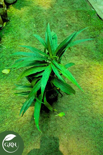 small neelam flower plant in 4 inch polybag